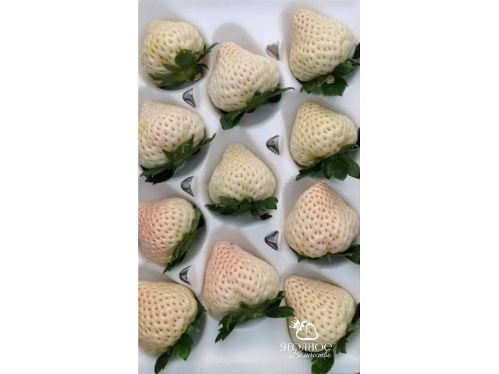 Клубника китайская meng zhifu менчжифу 65 саженцы