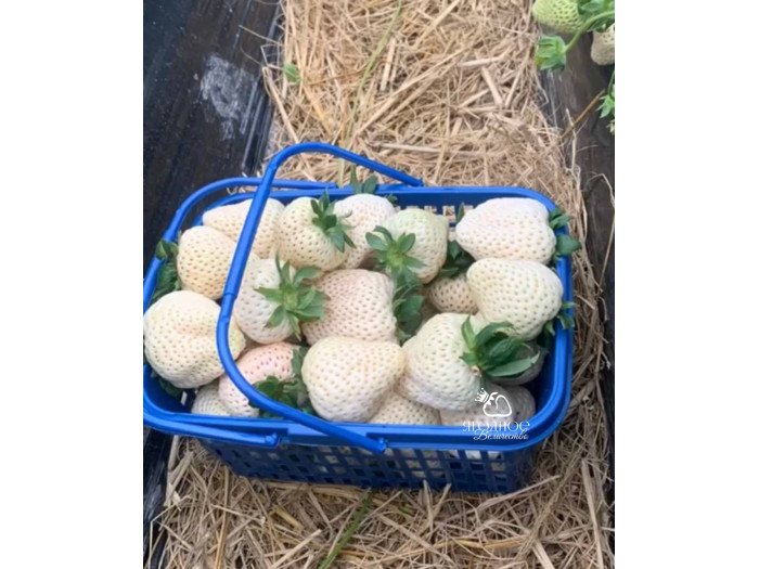 Клубника китайская meng zhifu менчжифу 65 саженцы