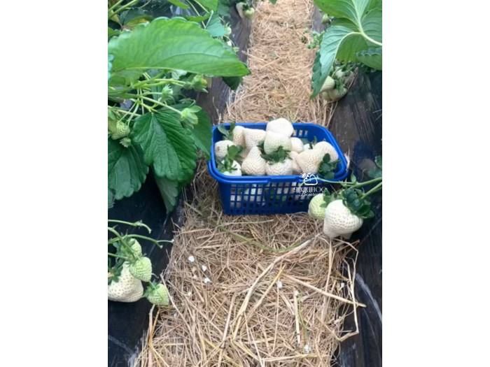 Клубника китайская meng zhifu менчжифу 65 саженцы