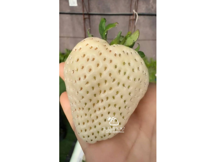 Клубника китайская meng zhifu менчжифу 65 саженцы