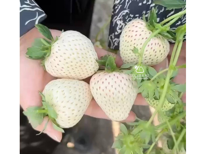 Клубника китайская meng zhiying  Менчжиин  68 саженцы