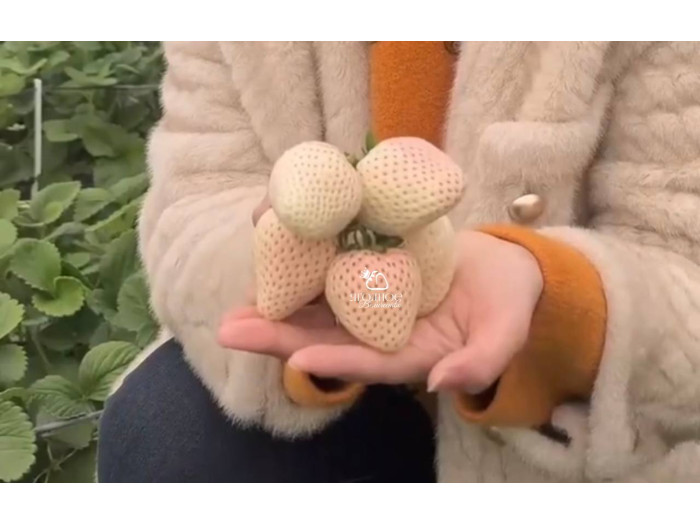 Клубника китайская meng zhiying  Менчжиин  68 саженцы