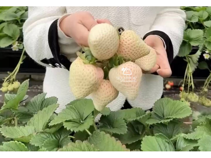 Клубника китайская meng zhiying  Менчжиин  68 саженцы