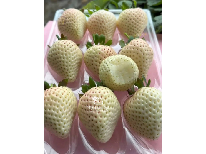 Клубника китайская meng zhiying  Менчжиин  68 саженцы