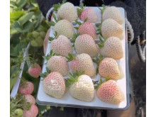 Клубника китайская meng zhiying  Менчжиин  68 саженцы