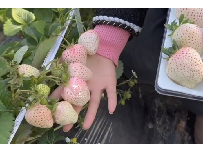 Клубника китайская meng zhiying  Менчжиин  68 саженцы