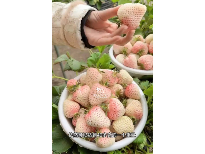 Клубника китайская meng zhiying  Менчжиин  68 саженцы