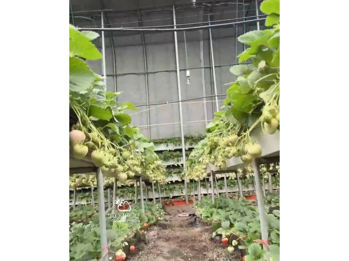 Клубника китайская meng zhiying  Менчжиин  68 саженцы