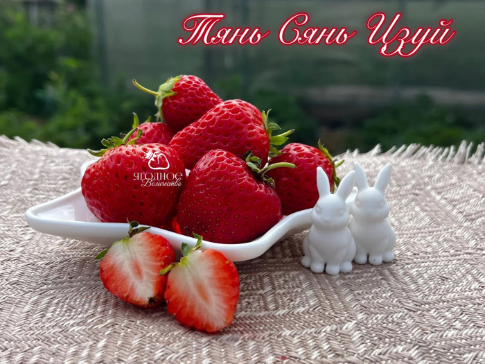 Клубника китайская  Tian xian zui тяньсяньцзуй 69 саженцы