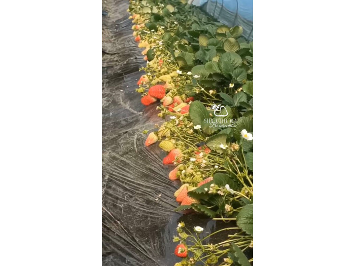 Клубника китайская  Tian xian zui тяньсяньцзуй 69 саженцы