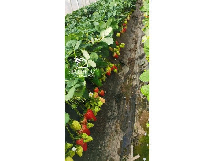 Клубника китайская  Tian xian zui тяньсяньцзуй 69 саженцы
