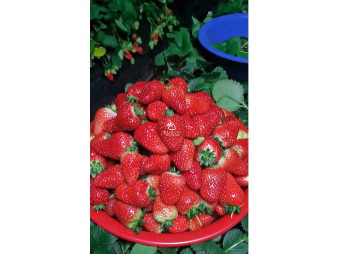 Клубника китайская  Tian xian zui тяньсяньцзуй 69 саженцы