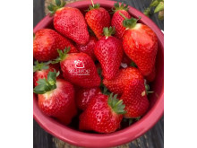 Клубника китайская Tian xian zui тяньсяньцзуй 69 саженцы