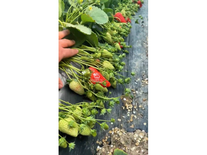 Клубника китайская  Tian xian zui тяньсяньцзуй 69 саженцы