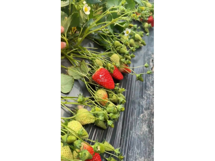 Клубника китайская  Tian xian zui тяньсяньцзуй 69 саженцы