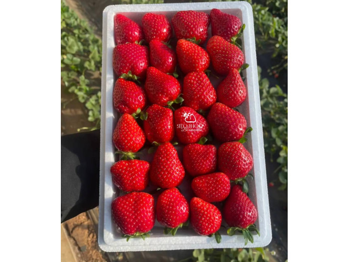 Клубника китайская Xue lixiang суэлисян 70 саженцы