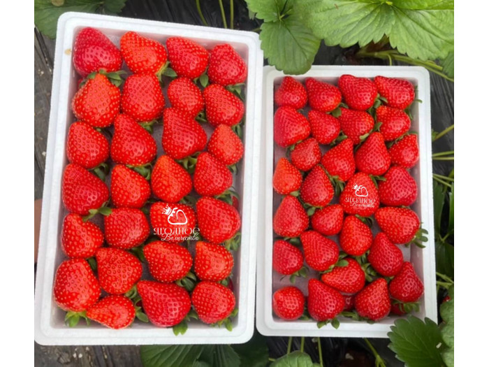 Клубника китайская Xue lixiang суэлисян 70 саженцы