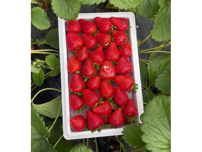 Клубника китайская Xue lixiang суэлисян 70 саженцы
