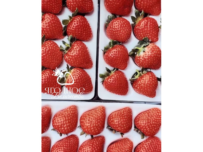 Китайская клубника Baozhu Баочжу 40 , саженцы