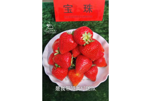 Китайская клубника Baozhu Баочжу 40 , саженцы