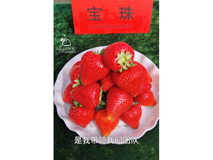 Китайская клубника Baozhu Баочжу 40 , саженцы