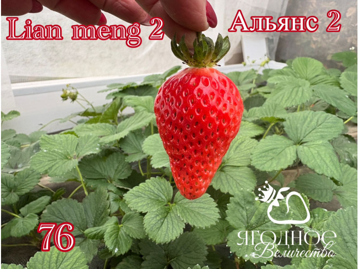 Клубника китайская альянс 2 -76 саженцы