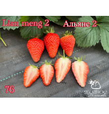 Клубника китайская альянс 2 -76 саженцы