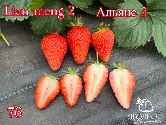 Клубника китайская альянс 2 -76 саженцы