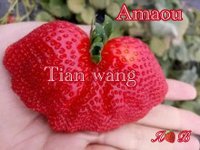 Клубника китайская Tian wang (Amaou) - Сладкая королевская 22 япон саженцы