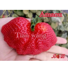 Клубника китайская Tian wang (Amaou) - Сладкая королевская 22 япон саженцы