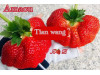 Клубника китайская Tian wang (Amaou) - Сладкая королевская 22 япон саженцы
