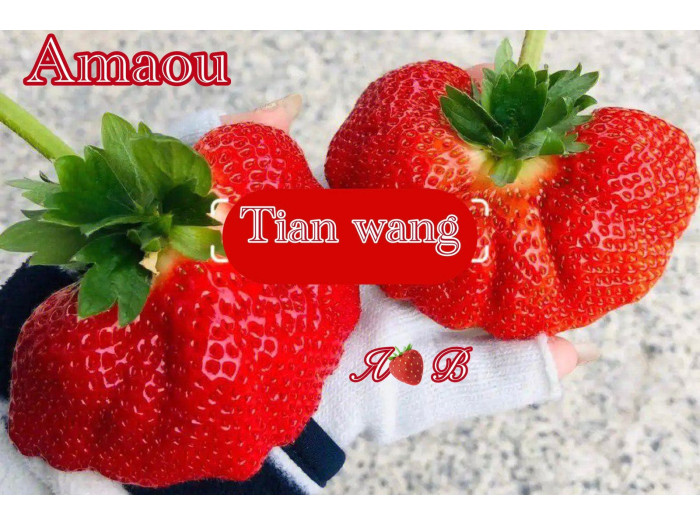 Клубника китайская Tian wang (Amaou) - Сладкая королевская 22 япон саженцы