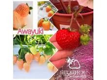 Клубника китайская Dan xue Дэн сюэ Аваюки (пересорт) 60, светлый снег саженцы