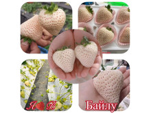 Клубника китайская bailu Байлу 67 саженцы