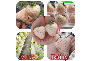 Клубника китайская bailu Байлу 67 саженцы