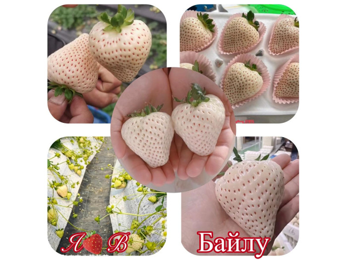 Клубника китайская bailu Байлу 67 саженцы
