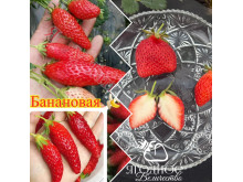 Китайская клубника xiang jiao Банановая клубника (пересорт) - 58 , саженцы