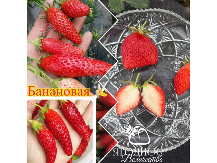 Китайская клубника xiang jiao Банановая клубника пересорт) - 58 , саженцы