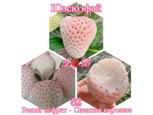 Клубника китайская Юэсюэфей Yue xue fei Белый нефрит, Снежная королева,  62 саженцы