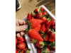 Клубника китайская Chao ji hong yan Супер Хонг ян 38 саженцы