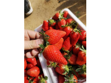 Клубника китайская Chao ji hong yan Супер Хонг ян 38 саженцы