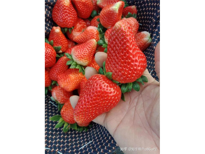 Клубника китайская Chao ji hong yan Супер Хонг ян 38 саженцы