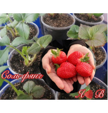 Клубника китайская Соль Фянг Зимняя свежесть саженцы