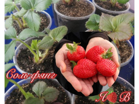 Клубника китайская Соль Фянг Зимняя свежесть саженцы