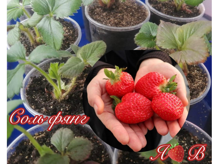 Клубника китайская Соль Фянг Зимняя свежесть саженцы
