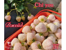 Клубника китайская Cui yu Джейд 37 саженцы