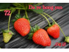 Клубника китайская da ye hong yan 72 саженцы
