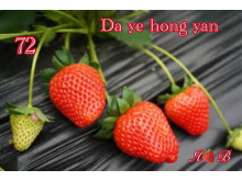 Клубника китайская da ye hong yan 72 саженцы