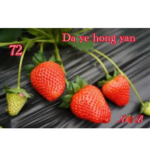 Клубника китайская da ye hong yan 72 саженцы