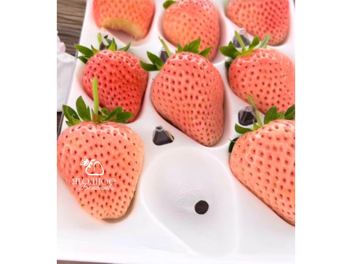 Клубника китайская dongfang fenghuang-восточный феникс 35 саженцы